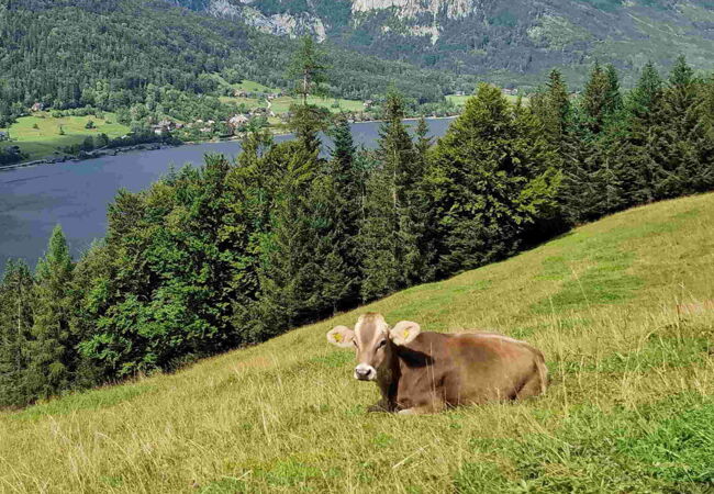 Web Kalb.Grundlsee